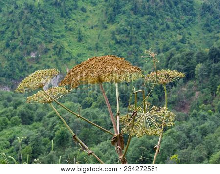 Seeds On Dangerous Plant Hogweed Sosnowski, Heracleum Sosnowskyi, Closeup, Selective Focus, Shallow 