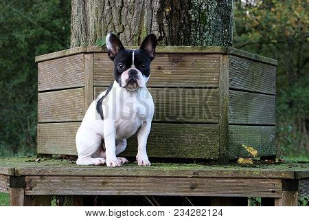 French Bulldog Issitting On A Wooden Bench In The Garden