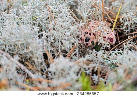 Macro Shot Of Bleeding Mushroom Hydnellum Peckii - Mushroom In Mossy Forest