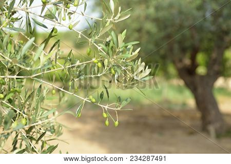 Olive trees in Italy, harvesting time. Olive trees garden, mediterranean olive field ready for harvest. Olive grove. Raw ripe fresh olives.