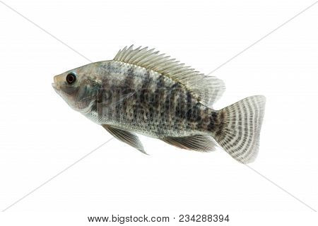Oreochromis Niloticus ,fresh Raw Fish Isolated On White Background With Clipping Path