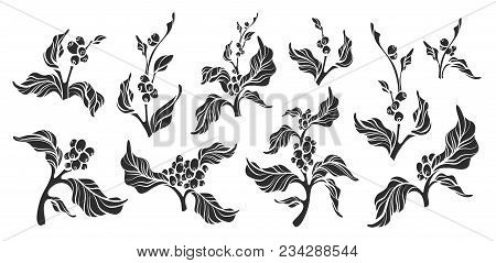 Set Of Realistic Coffee Branch With Leaves And Natural Coffee Bean Botanical Shape Drawing Design Na
