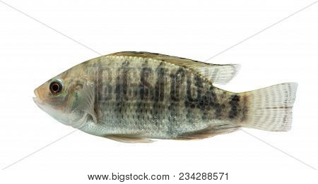 Oreochromis Niloticus ,fresh Raw Fish Isolated On White Background With Clipping Path