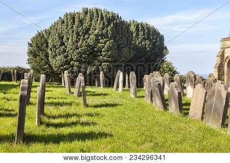 Yew Tree In Graveyard
