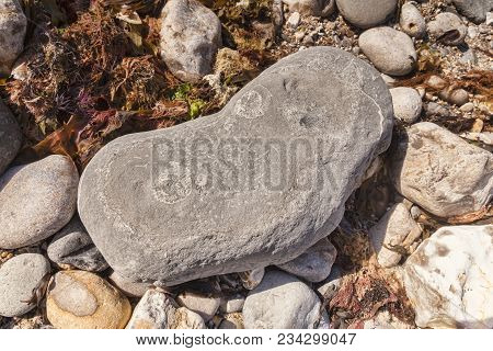 Ammonite Fossils In A Rock Lying On Monmouth Beach, Lyme Regis, Dorset, England, Uk