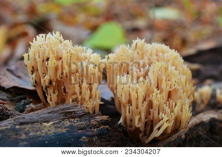 Artomyces Pyxidatus Coral Fungus On Wood Log