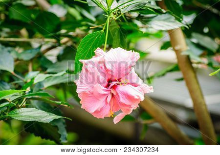 Pink Hibiscus Flower With Lot Of Petals On A Natural Background.