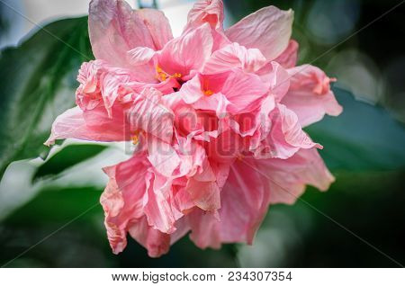 Close Up. Pink Hibiscus Flowers With Lot Of Petals On A Natural Background.