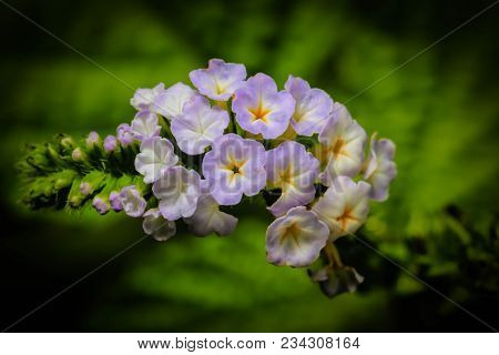 Flowering Stage Of Broad Leaf Weed (heliotropium Indicum L.)