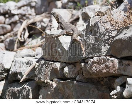 Ctenosaura Similis Known As Black Spiny-tailed Iguana At Tulum Mayan City, Archeological Site, Cteno