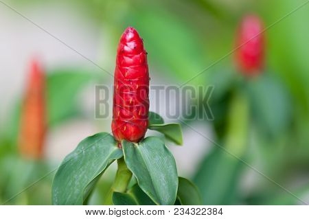 Local Exotic Flowers Very Colorfull And Beautiful