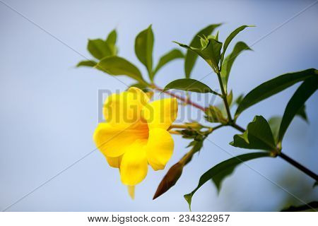 Local Exotic Flowers Very Colorfull And Beautiful