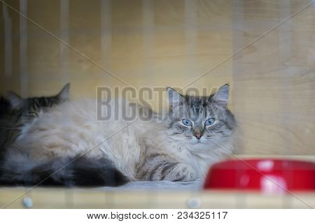 Adorable Fluffy Cat, Of Siberian Breed With Beautiful Blue Eyes, Lying On Cage In A Shelter As On Ca