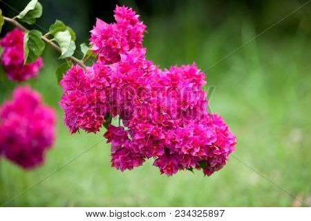Local Exotic Flowers Very Colorfull And Beautiful