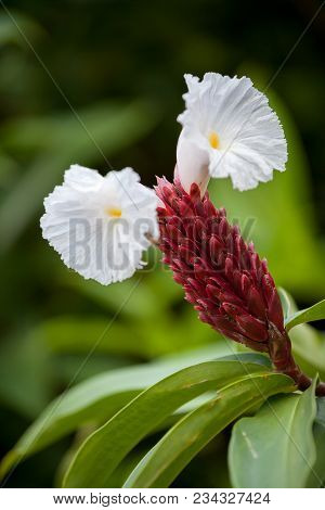 Local Exotic Flowers Very Colorfull And Beautiful