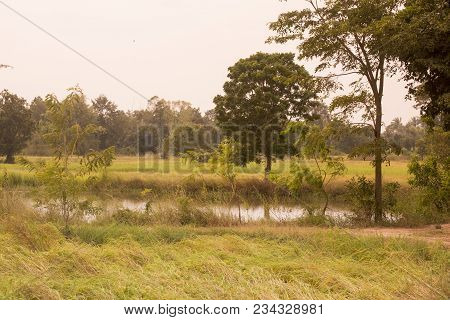 Thailand Buriram Landscape Field