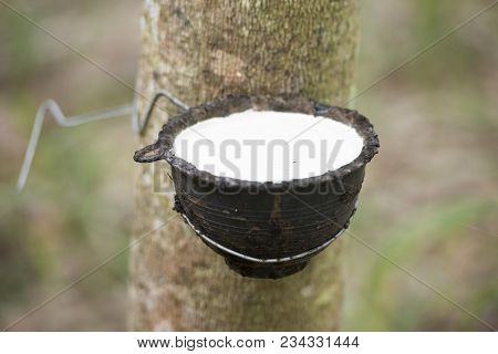 Thailand Buriram Agriculture Rubber Tree