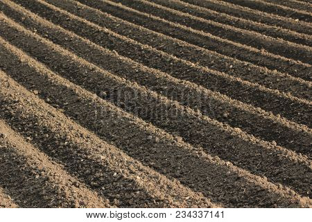 Fertile Soil As Basis For A Functional Agricultural Cultivation
