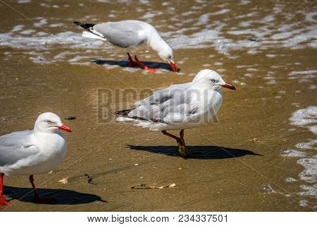 New Zealand Coast