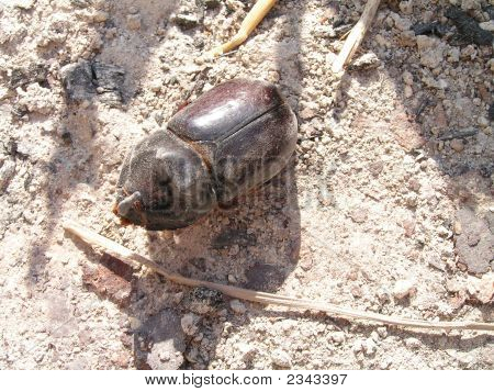 ด้วงแรด