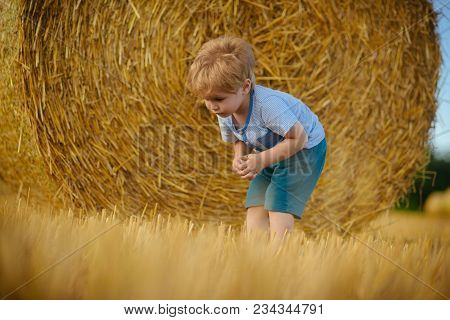 Agritourism, Summer On Farm, Harvest Season. Agritourism, Eco Tourism, Vacation, Travelling.