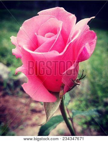 Beautiful Rose Half Grown Representing The Beauty Of Nature