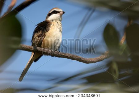 The Little Brown Shike On The Tree.