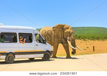 Addo, South Africa - January 3, 2014: Tourist Woman Photograph An African Elephant From A Tour Bus I