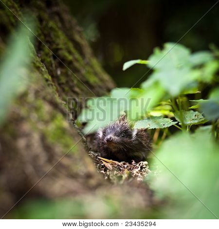Zlato, Ježek západní (Erinaceus europaeus) popotahování v trávě, zkoumání přirozeného světa