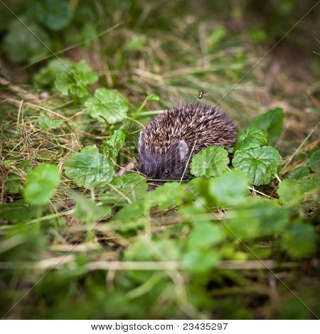 Zlato, Ježek západní (Erinaceus europaeus) popotahování v trávě, zkoumání přirozeného světa