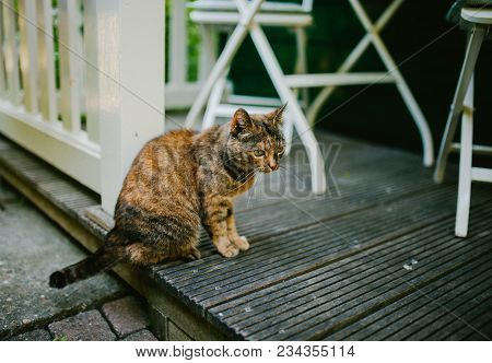 Black And Red Cat Sit On The Street. Animals