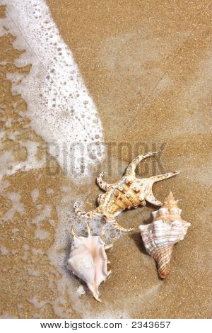 Seashells On The Seashore