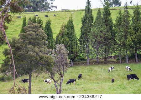 Black And White Holstein Dairy Cows In A Pasture On A Dairy Farm In The Andes Mountains Of Northern 