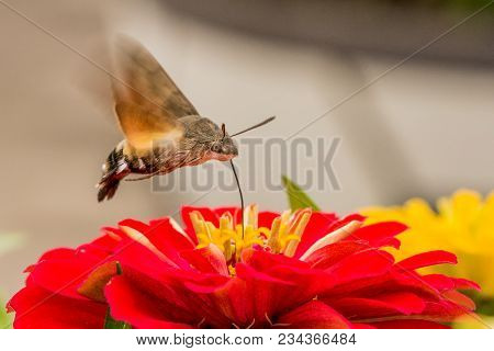Butterfly Takes Nectar From Beautiful Red Flower