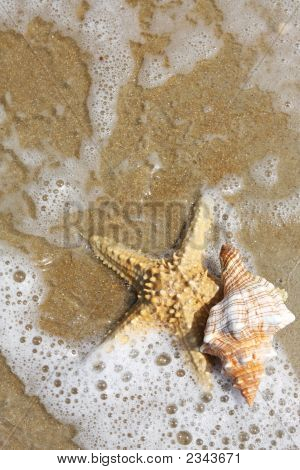 Starfish And Seashell