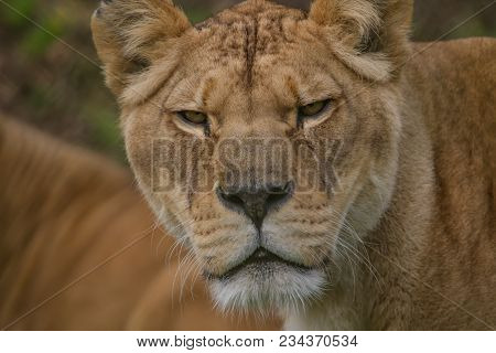 Close-up Photo Portrait Of A Barbary Lioness