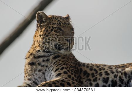Close-up Photo Portrait Of A Chinese Leopard