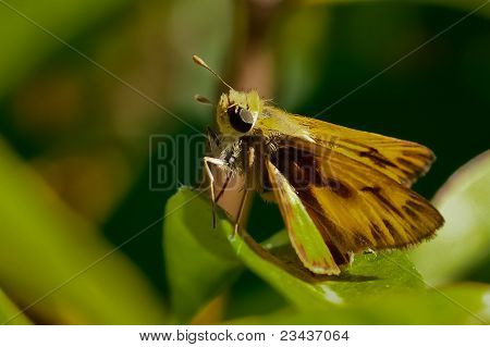 Огненный шкипер на листьях