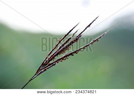 The Flowers Of Grass And Spiders Are Attached.