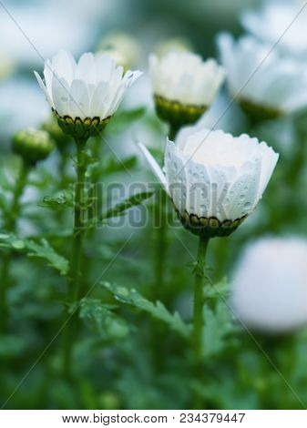 Half open Snow Daisy (Leucanthemum paludosum) also known as  Northpole chrysanthemum, in spring dew. Shallow depth of field. Floral background. 