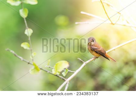 Bird (ferruginous Flycatcher) In Nature Wild