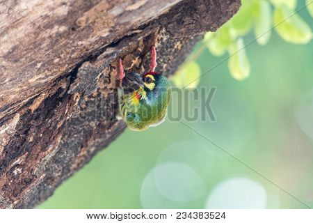 Bird (coppersmith Barbet) On Tree In A Nature Wild