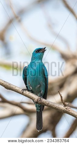 Bird (verditer Flycatcher) On Tree In Nature Wild