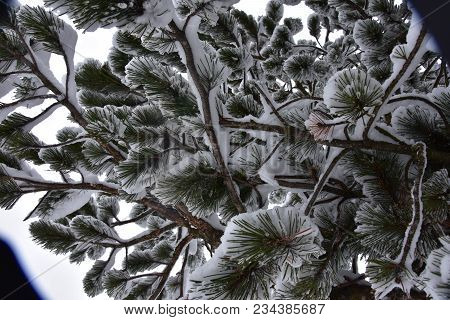 Tree Branches Covered With Snow With A Cloudy Sky Background On A Cold Day