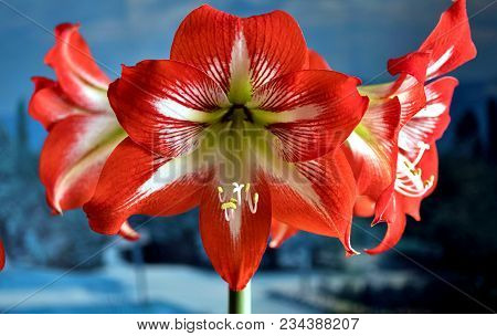 Beautiful Red Amarillis Flower On Blue Background