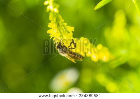 Honey-laiden Bee With The Yellow Pollen On Foot Collects The Nectar From The Flower Melilotus Offici