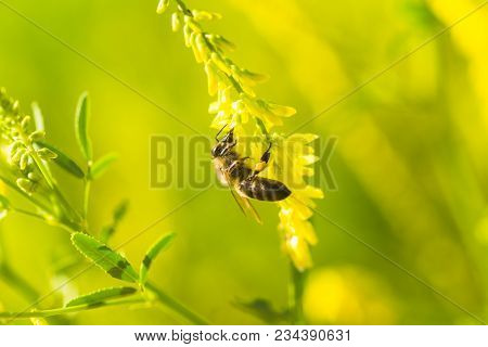 Honey-laiden Bee With The Yellow Pollen On Foot Collects The Nectar From The Flower Melilotus Offici