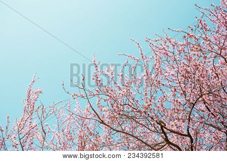 Blossoming Pink Sakura And Blue Sky. Early Spring.