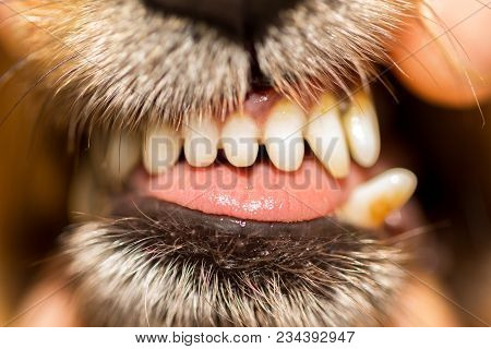 A Human Hand On A Dog Mouth