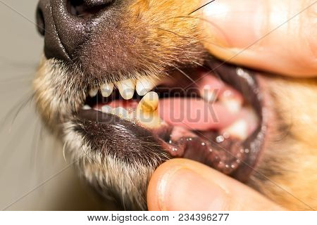 A Human Hand On A Dog Mouth